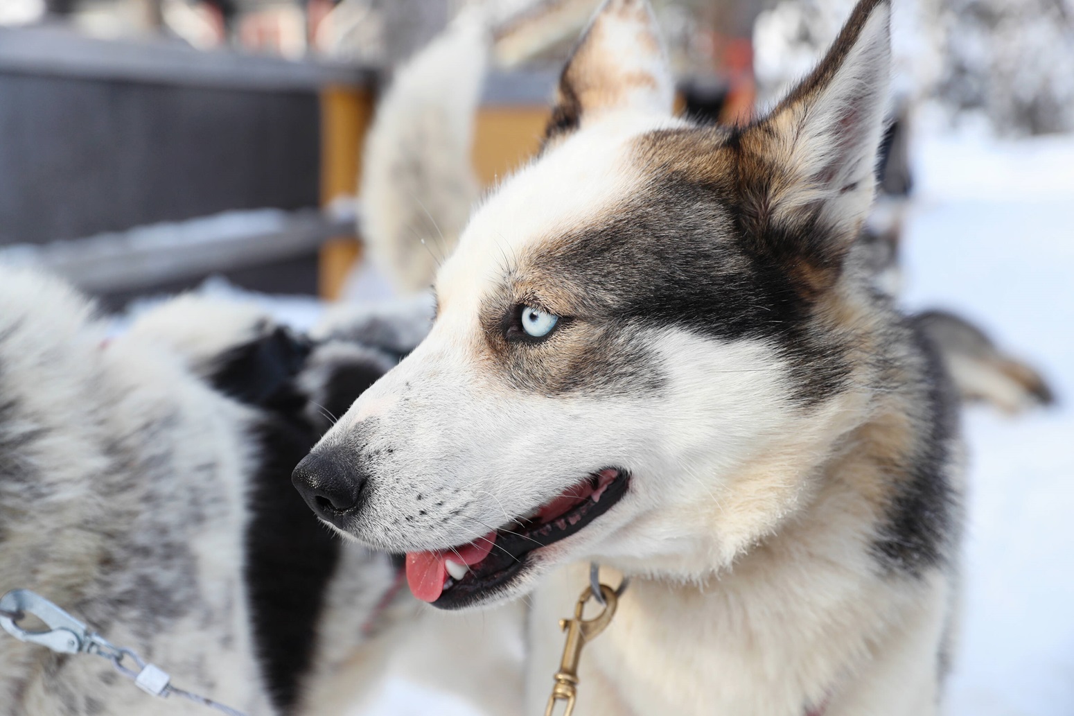 Perro husky en Laponia